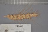 Click for 1 image(s) for this accession. Spike